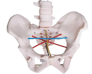 Pelvimetry model: a bridge between medical teaching and practice